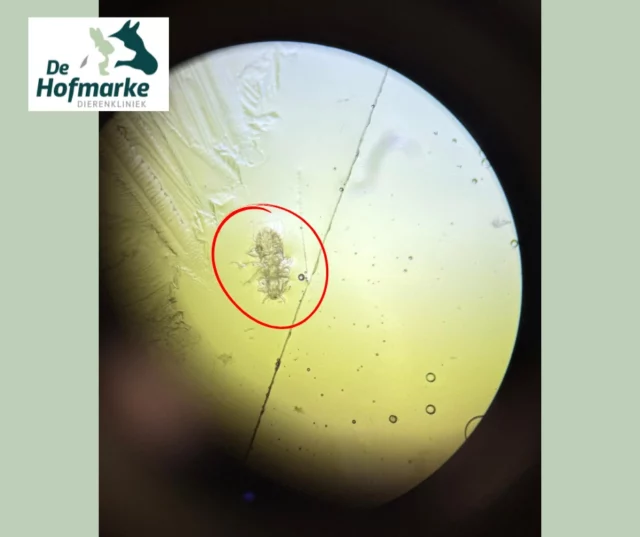 👀 Wat zien jullie hier?

Deze bijzondere foto is gemaakt onder de microscoop…
Maar wat denk je dat dit is?

Een mini-monster? Een alien? Of toch iets wat we vaker tegenkomen in de praktijk? 😉

Laat je antwoord achter in de reacties! 🐾🔬

#Radenmaar #alien #minimonster #microscoop #DierenkliniekdeHofmarke