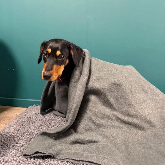 Nog een beetje slaperig van de narcose 😴🐾
Deze lieve hond Lily is vandaag bij ons gesteriliseerd en wordt hier rustig wakker.

Na een narcose of operatie heeft het lichaam even tijd nodig om te herstellen. Wat kun je thuis verwachten?

Rust is écht het belangrijkste. Geef je hond een fijne, rustige plek waar ze die dag goed kan bijkomen. Na een narcose kunnen dieren hun lichaamstemperatuur minder goed regelen, dus zorg voor een lekker warm mandje of dekentje.

De komende dagen is het belangrijk om haar rustig te houden: geen wilde sprongen, geen lange wandelingen en liever niet spelen met andere honden. Controleer dagelijks de operatiewond. Zie je roodheid, zwelling, vocht of blijft je hond opvallend sloom? Neem dan altijd even contact met ons op 💚

Met goede nazorg is ze hopelijk snel weer helemaal de oude 🐶✨

#slaperig #nazorg #sterilisatie #lily #DierenkliniekDeHofmarke #verwennenopdekliniek