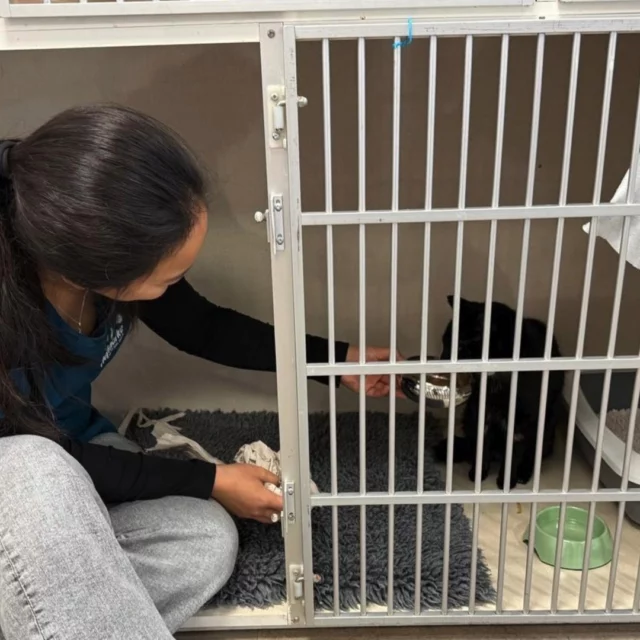 Soms krijgen we de vraag: “Hoe houd je dit werk vol?”

Het antwoord is simpel 💚
Voor die ene opgeluchte glimlach van een eigenaar.
Voor dat dier dat na een spannende tijd weer vrolijk binnenkomt.
Voor de kleine pootjes én de grote hoeven.

Dierenkliniek De Hofmarke is meer dan een werkplek.
Het is een plek waar we mogen zorgen, meeleven en soms ook troosten.

En dat blijft bijzonder 🐾✨

#DierenkliniekdeHofmarke #dierenkliniek #dierenliefde #trotsoponswerk #team #samen