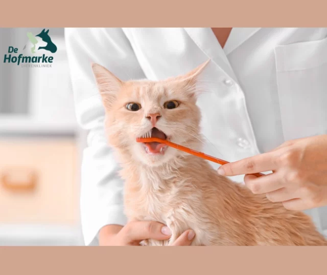 Februari = Maand van het Gebit 🦷✨

Wist je dat meer dan 70% van de katten ouder dan 3 jaar gebitsproblemen heeft?
Tandplak en tandsteen kunnen zorgen voor ontstoken tandvlees, pijn bij het eten en zelfs problemen met organen zoals hart en nieren.

Regelmatig tandenpoetsen helpt om tandplak te verminderen en het gebit gezond te houden.
Maar niet elke kat laat dit makkelijk toe daarom is controle extra belangrijk.

💚 Goed nieuws: in de maand februari plannen wij gratis gebitschecks in!
Twijfel je over het gebit van jouw kat (of hond)? Maak gerust een afspraak.

Samen zorgen we voor een frisse en gezonde glimlach 🐾✨