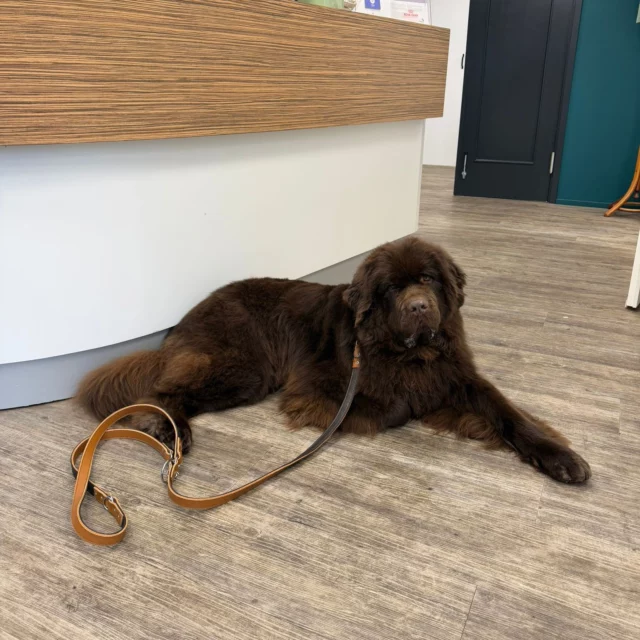 Wist je dat sommige honden het heel spannend vinden om naar de dierenarts te gaan? 🐶

En dat wij daar zoveel mogelijk rekening mee proberen te houden 💚

Is jouw hond erg gestrest? Geef dit gerust bij ons aan!
Dan laten we hem bijvoorbeeld wat langer in de auto wachten, zodat hij zo kort mogelijk in de wachtkamer hoeft te zijn.

Honden die het spannend vinden op de tafel, behandelen we – waar mogelijk – liever op de grond.

En ja… snoepjes en knuffels worden zeker ingezet 😉🐾

De ene hond vindt een bezoek aan de praktijk spannend, terwijl de andere vrolijk naar binnen loopt.
Wij doen altijd ons best om op een manier te werken die zo min mogelijk stress veroorzaakt. Hopelijk wordt het bezoek aan de praktijk daardoor in de toekomst ook wat minder spannend.

Wij kijken altijd naar wat jouw hond nodig heeft.

#DierenkliniekdeHofmarke #stress #spannendbijdedierenarts #zoveelmogelijkhelpen