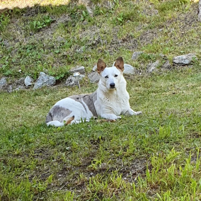 🌟 Patiënt van de maand: Guus 🌟

Deze maand zetten we Guus in het zonnetje 💚

Guus heeft een zware periode achter de rug.
Ze kon niet meer plassen en haar plasbuis bleek verstopt te zijn. Op de echo zagen we al snel de oorzaak: meerdere blaasstenen in haar blaas.

Dankzij het snelle handelen van haar eigenaren konden we snel starten met opereren. Tijdens de operatie hebben we veel stenen uit haar blaas moeten verwijderen. De eerste dagen daarna waren spannend en pittig.

Gelukkig werd Guus thuis ontzettend goed verzorgd (en verwend 😉) door haar eigenaren.

Nu gaat het gelukkig weer heel goed met haar!
Ze krijgt speciaal dieetvoer dat helpt om het milieu in de blaas gezond te houden en om struvietstenen op te lossen. We zijn bijna klaar met de laatste antibioticakuur en hopen dat ze daarna weer helemaal de oude is 💚

lieve Guus, jij bent onze Patiënt van de maand 🌟🐾

#DierenkliniekdeHofmarke #blaasproblemen #blaasstenen #struviet #operatie #pittigeperiode #zonnetje #patientvandemaand