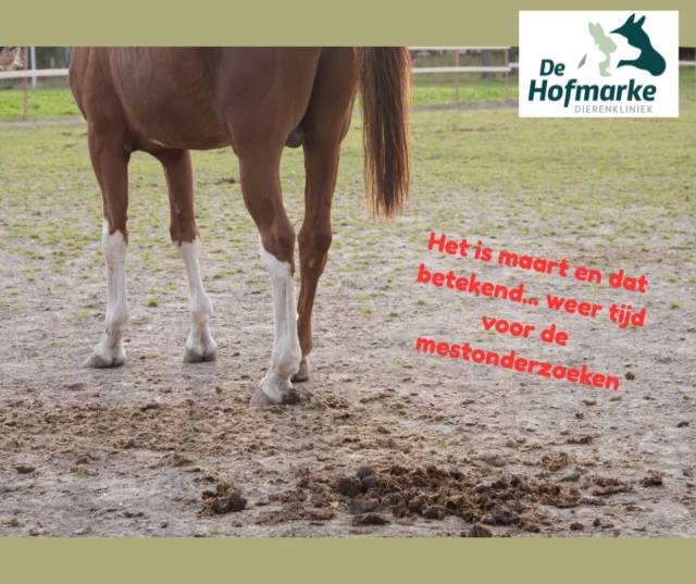Beginnen de lentekriebels al een beetje bij je paard? 🌷
Dan zijn wij benieuwd of er ook wormkriebels zijn 😉

Na de winterperiode is het weer tijd voor mestonderzoek.
Zo weten we precies of en waarmee er ontwormd moet worden.

Waarom mestonderzoek?
✔️Gericht ontwormen
✔️minder resistentie 
✔️Geen wormen geen onnodige wormenkuur

Lever gerust een mestmonster bij ons in en wij regelen de rest 🧪🐾

#Tijdvoormest #mestonderzoek #delenteweeropkomt #lente #DierenkliniekDeHofmarke #wormen #kriebels #resistentie #ontwormen
