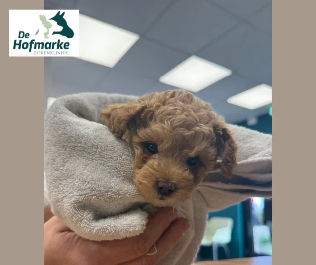 Halverwege januari kwam Bella bij ons voor een keizersnede.
Altijd spannend, maar gelukkig is alles goed gegaan 💚

En kijk eens wat daaruit tevoorschijn kwam…
Dit lieve hummeltje: Tommie 🐾

Tommie doet het super goed! Hij heeft vandaag op 6 weken leeftijd zijn eerste vaccinatie gehad. 

#puppy #keizersnede #topeigenaren #kleinhummeltje #vaccinatie #chippen