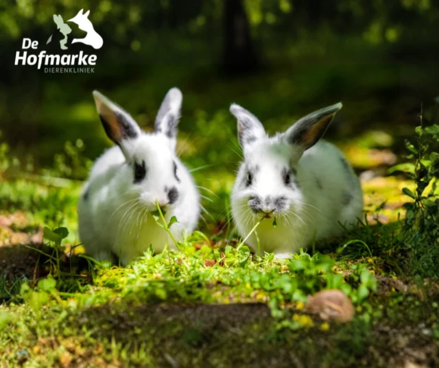 We hebben er weer eentje voor jullie…Feit of Fabel? 

A. Konijnen kunnen uit verveling depressief worden.
B️. Konijnen zien alles in zwart-wit.

👉 Welke denk jij dat het feit is?

Laat jouw antwoord achter in de reacties!
(Zonder te googelen hè 😄🐾)

#DierenkliniekdeHofmarke #feitoffabel #konijnenliefde #dierenweetjes