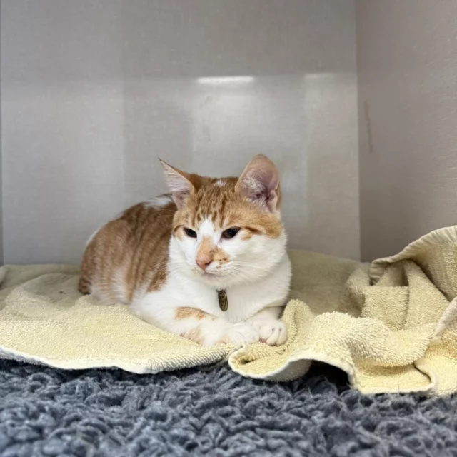 Sommige patiënten komen voor een behandeling…
En sommige komen ook meteen voor een fotoshoot 📸😄

Jip was bij ons voor zijn castratie en poseerde ondertussen alsof hij precies wist wat hij deed.

Wat een knapperd! 🐾💚

#fotomodel #castratie #kater #DierenkliniekdeHofmarke #knapperd #voorbeeldpatient