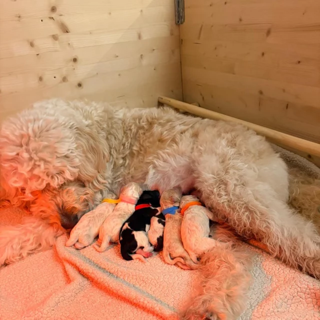 Puppy nieuws! 🐶💚

Afgelopen dinsdag zijn deze kleine dropjes geboren en gelukkig is alles goed verlopen!
De pups liggen nu heerlijk bij hun moeder te drinken en bij te komen van hun eerste paar dagen op de wereld.

Wat blijft het bijzonder om zulke kleine wondertjes te mogen zien 🐾✨

#puppies #goedverlopen #blijemama #DierenkliniekdeHofmarke #schattig #gezond