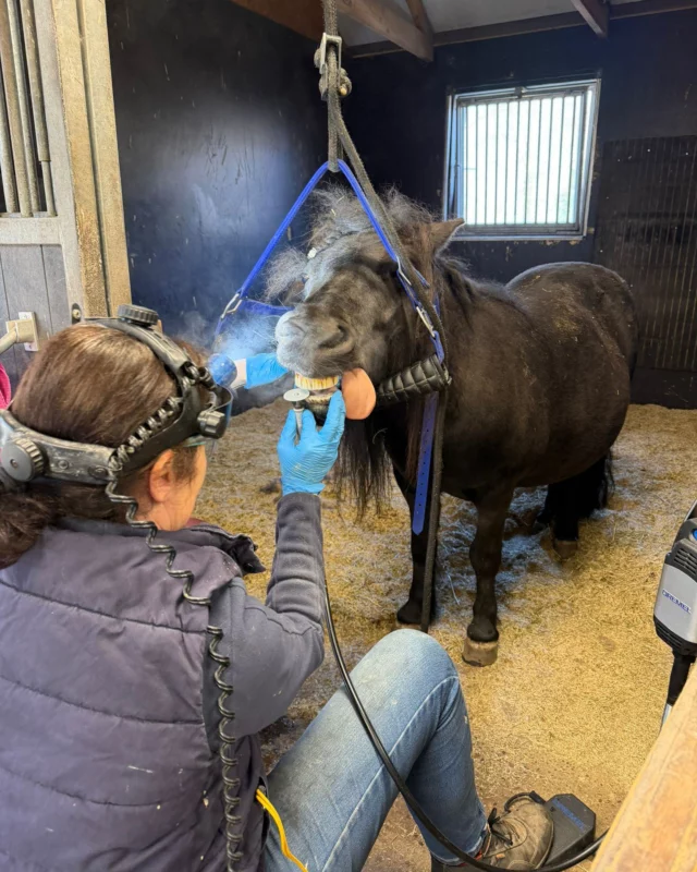 Zeg eens aaaaaaaah! 😄

Deze pony en haar vriend kwamen langs voor een gebitscontrole.
Met behulp van een sedatie konden ze rustig nagekeken worden door de paardentandarts waar wij veel mee samenwerken.

Zo kunnen we het gebit goed controleren en eventuele problemen op tijd aanpakken.

Gelukkig deden deze twee toppers het super goed 🐴💚

#paardentandarts #DierenkliniekdeHofmarke #gebit #zegeensaaaah #voorbeeldpatient  #tandencheck #pony #paard #tandarts