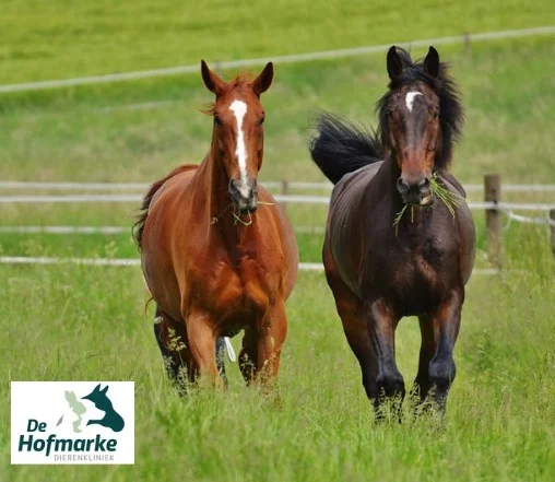 🌞🌱 Heerlijk, dat voorjaarsweer! Veel paarden staan weer te genieten van het eerste frisse gras. Maar let op: bij koude nachten en zonnige dagen kan het suiker- (fructaan) gehalte in gras flink oplopen.

Een hoge suikeropname kan bij paarden en pony’s leiden tot hoefbevangenheid, koliek en andere spijsverteringsproblemen. Vooral pony’s, sobere rassen, paarden met overgewicht of paarden die eerder hoefbevangen zijn geweest lopen extra risico.

👉 Gras bevat vaak meer suikers bij lage temperaturen met veel zon, droogte of wanneer gras onder stress staat.
👉 In de ochtend zit er meestal minder suiker in het gras dan later op de dag.

✅ Tips:
• Bouw weidegang rustig op
• Geef eerst ruwvoer voordat je paard het gras op gaat
• Beperk weidegang bij risicopaarden
• Houd eventueel de fructaanindex in de gaten

Twijfel je of jouw paard veilig het gras op kan of zie je klachten zoals warme hoeven, stijf lopen of koliekverschijnselen neem dan contact met ons op?