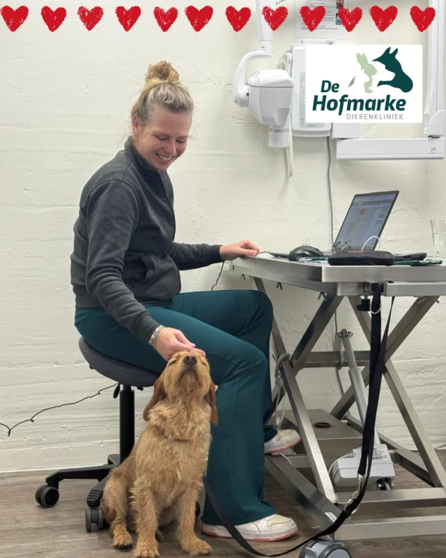 Soms vinden onze patiëntjes zelf hun favoriete plekje in de praktijk…

Harrie moest even bij ons blijven voor een echo, maar had het al snel goed voor elkaar 😄
Hij nestelde zich gezellig bij Susan achter in de voorbereiding en genoot zichtbaar van alle aandacht.

Volgens ons had Harrie het stiekem wel naar zijn zin bij ons 💚🐾

#echo #harrie #genieten #knuffels #afleiding #lief