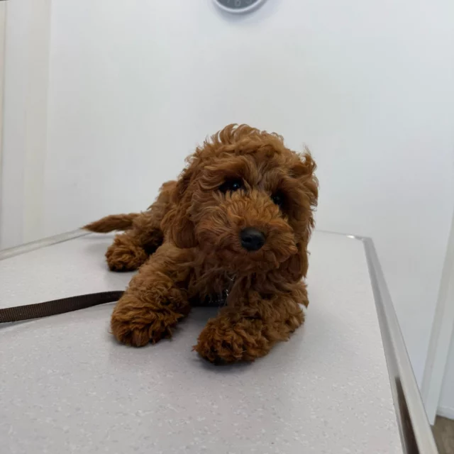 Smelt jij ook van deze puppy? 😍🐾

Weten jullie welk ras dit is? Laat het weten in de comments! 

Wist je dat wij gratis puppyconsulten aanbieden?
Op 5, 7 en 9 maanden helpen we je pup stap voor stap op weg.

We kijken naar de groei, het wisselen van de tandjes en geven tips waar je thuis mee verder kunt.
En misschien nog wel het belangrijkste…
Is het een mooie kans om je pup alvast te laten wennen aan de dierenartspraktijk.
Zo leert hij dat een bezoekje ook gewoon leuk en positief kan zijn 🐶✨

Benieuwd of dit iets is voor jouw pup?

#DierenkliniekdeHofmarke #puppyconsulten #smelten #schattig #krullebol #wennen #nietspannend #groeien #ontwikkelen